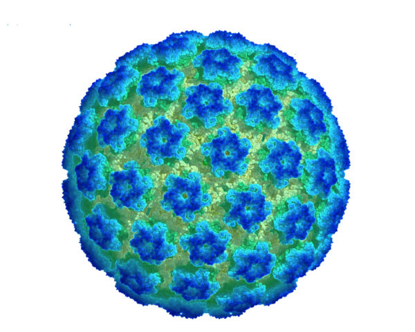 Hpv papillomavirus italiano