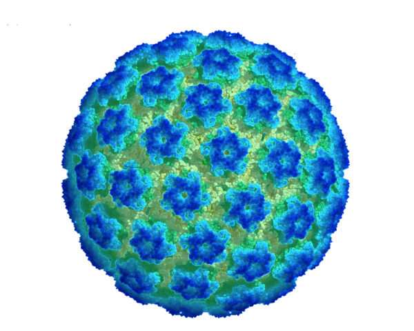 hpv papilomavirus uman